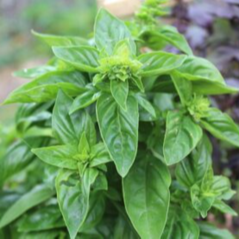 Basil, Lemon Main Image